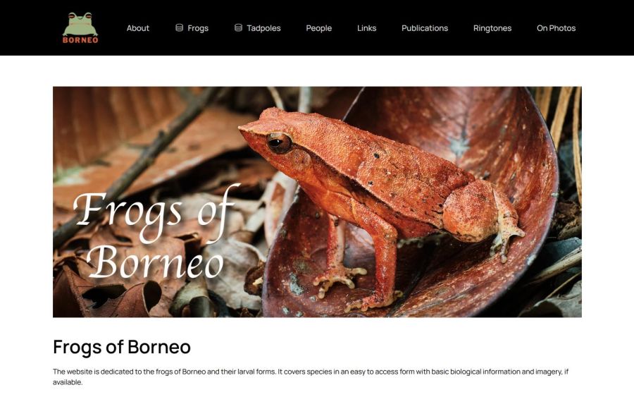 Frogs of Borneo